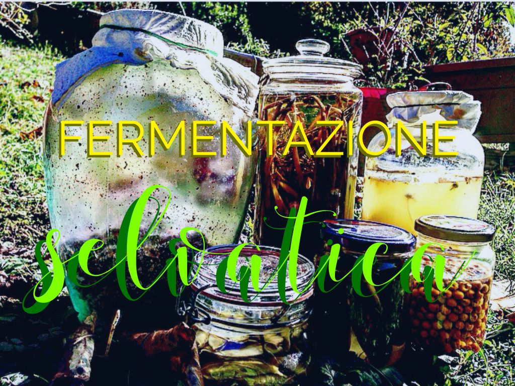 fermentazione selvatica Pikniq